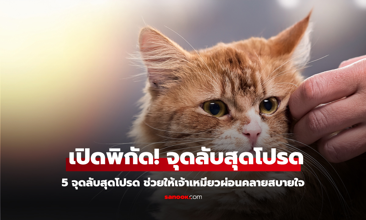 5 จุดลับสุดโปรดที่น้องแมวชอบให้เกา ช่วยให้เจ้าเหมียวผ่อนคลายสบายใจ!