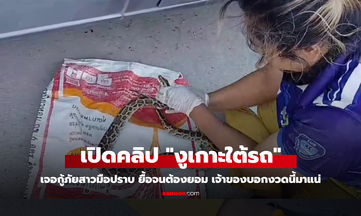 คลิป "งูเกาะใต้รถ" เจอกู้ภัยสาวมือปราบ ยื้อจนต้องยอม เจ้าของบอกงวดนี้มาแน่