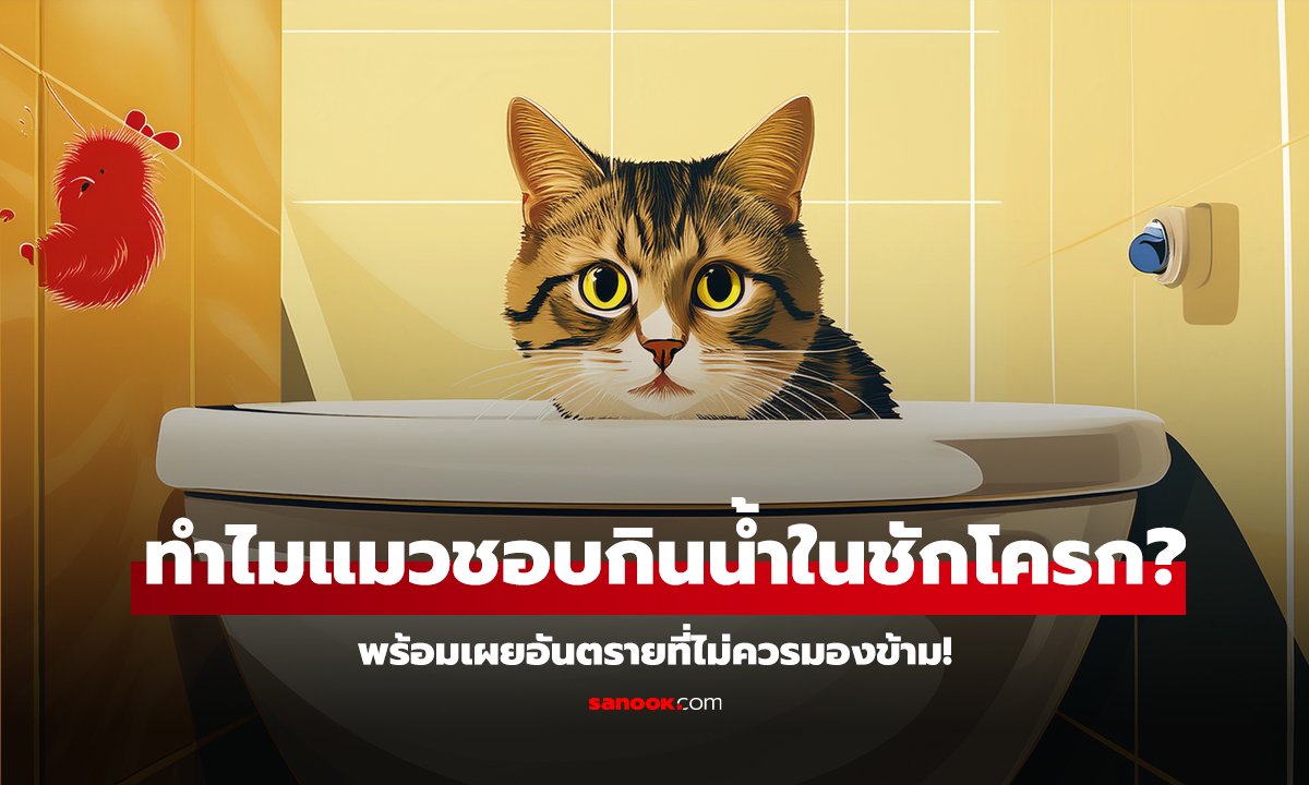 ทำไมแมวชอบกินน้ำในชักโครก? พร้อมเผยอันตรายที่ไม่ควรมองข้าม!