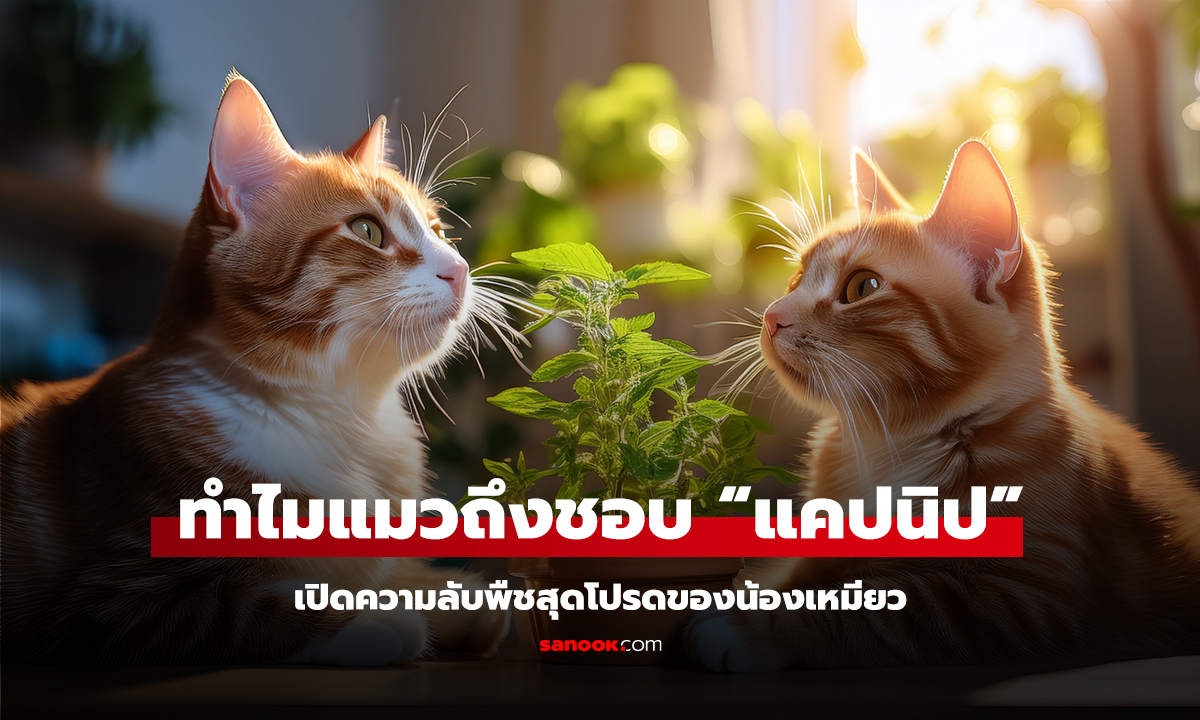 ทำไมน้องแมวถึงชอบ “แคปนิป”? เปิดความลับพืชสุดโปรดของน้องเหมียว