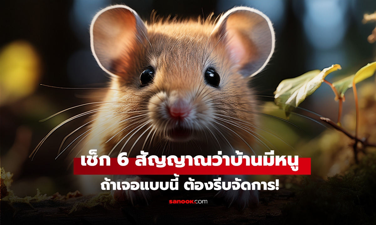 เช็ก 6 สัญญาณมีหนูทำรังอยู่ในบ้าน ถ้าเจอแบบนี้ ต้องรีบจัดการ!