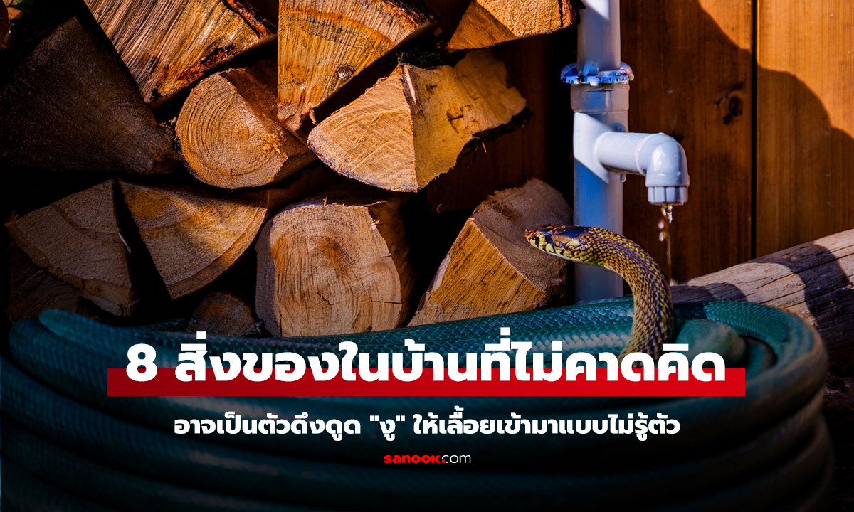 8 สิ่งของในบ้านที่ไม่คาดคิด อาจเป็นตัวดึงดูด "งู" ให้เลื้อยเข้ามาแบบไม่รู้ตัว
