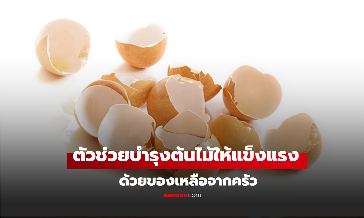 “ของเหลือจากครัว” ตัวช่วยบำรุงต้นไม้ แข็งแรง และไล่แมลงแบบธรรมชาติ