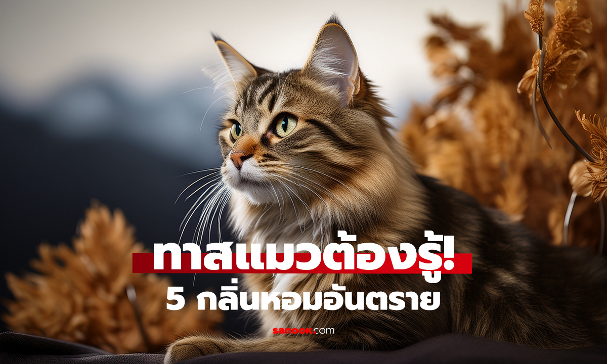 ที่เราชอบ แต่ทำร้ายน้องแมวเงียบๆ