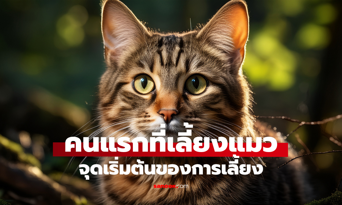 ทำไมคนแรกที่เลี้ยงแมวไม่ได้เริ่มจากความรัก?