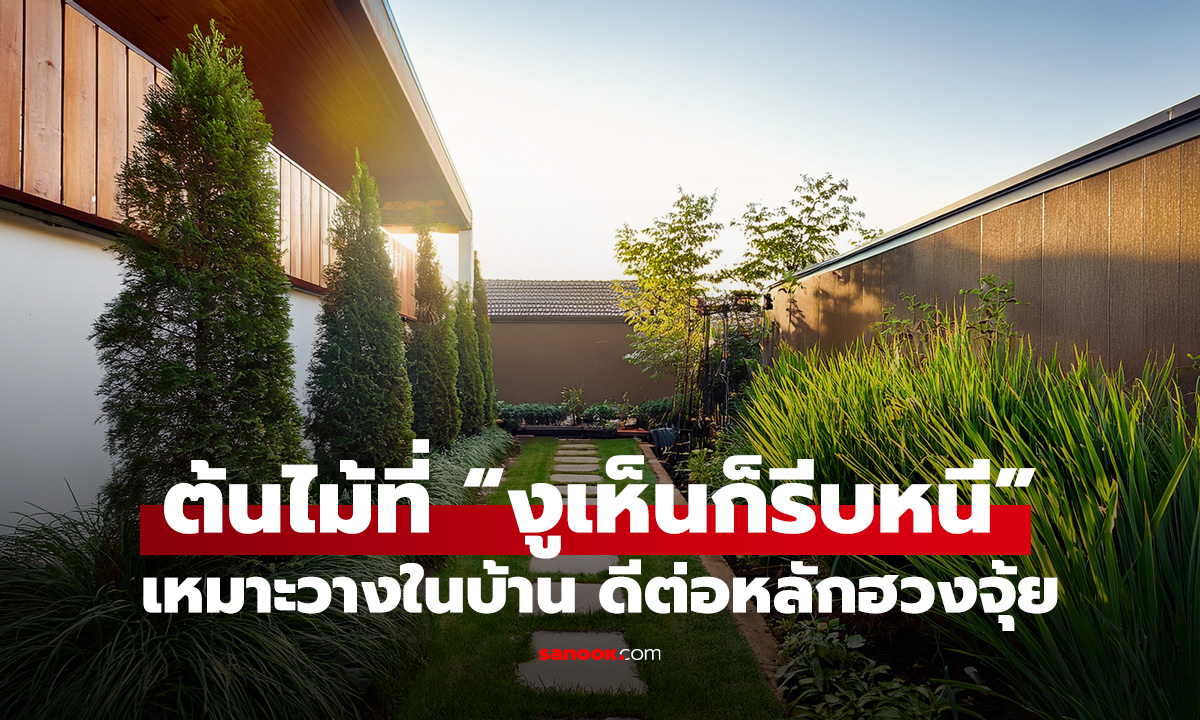 เวียดนามแนะ 4 ต้นไม้ที่ “งูเห็นก็รีบหนี” เหมาะวางในบ้าน อันดับ 2 ดีต่อหลักฮวงจุ้ยด้วย!