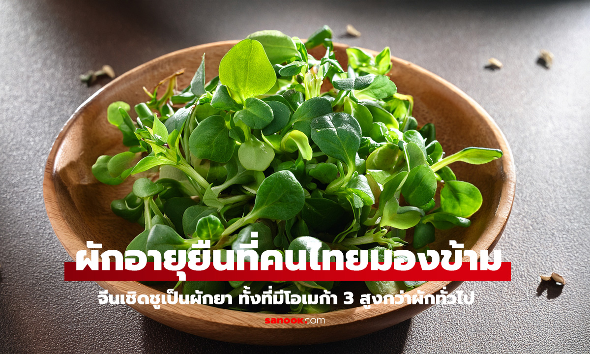 ผักเบี้ยใหญ่ ผักอายุยืนที่คนไทยมองข้าม