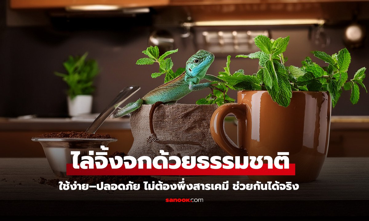 ไล่จิ้งจกด้วยธรรมชาติ