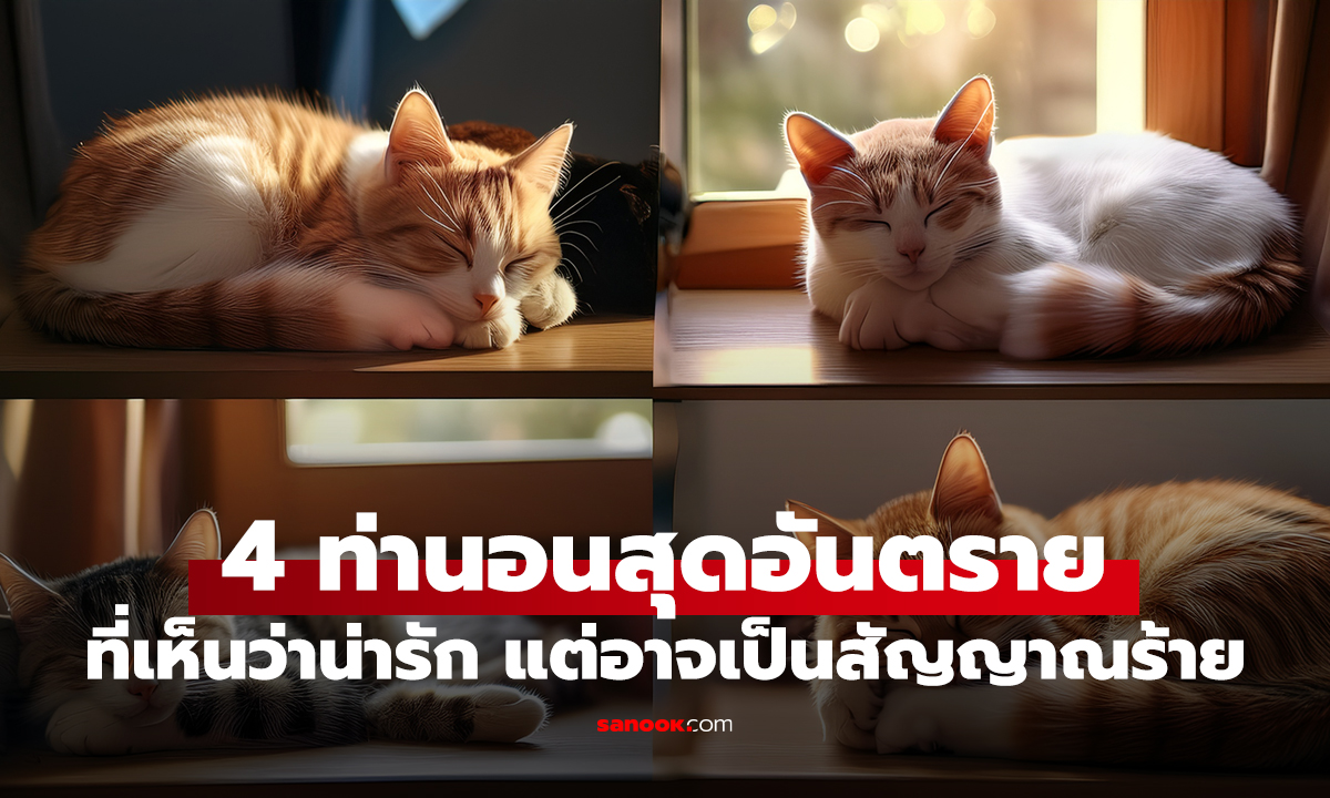 เตือนทาสแมว! 