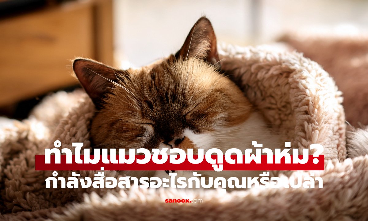 ทำไมแมวชอบดูดผ้าห่ม? น้องเหมียวกำลังสื่อสารอะไรกับคุณหรือเปล่า