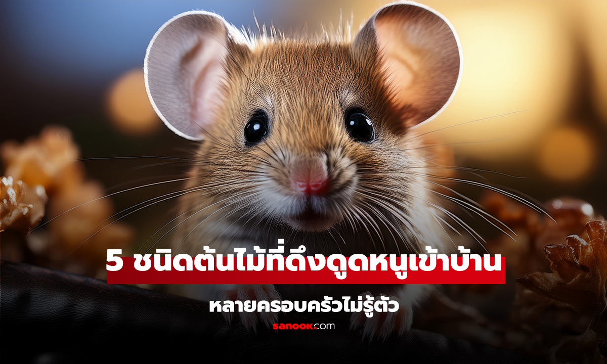 5 ชนิดต้นไม้ที่ดึงดูดหนูเข้าบ้าน หลายครอบครัวปลูกโดยไม่รู้ตัว