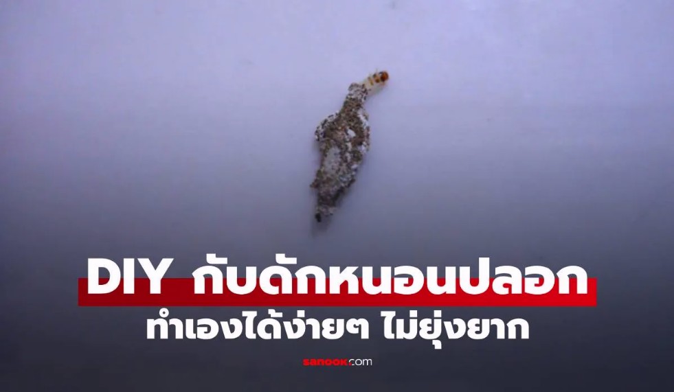 กำจัดหนอนปลอกด้วยของใช้ในบ้านง่าย ๆ