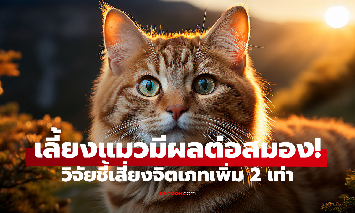 วิจัยชี้! คนเลี้ยงแมวเสี่ยงป่วยจิตเภทเพิ่ม 2 เท่า ช็อก! เกิดจาก “การสัมผัส” ที่ไม่เคยรู้มาก่อน