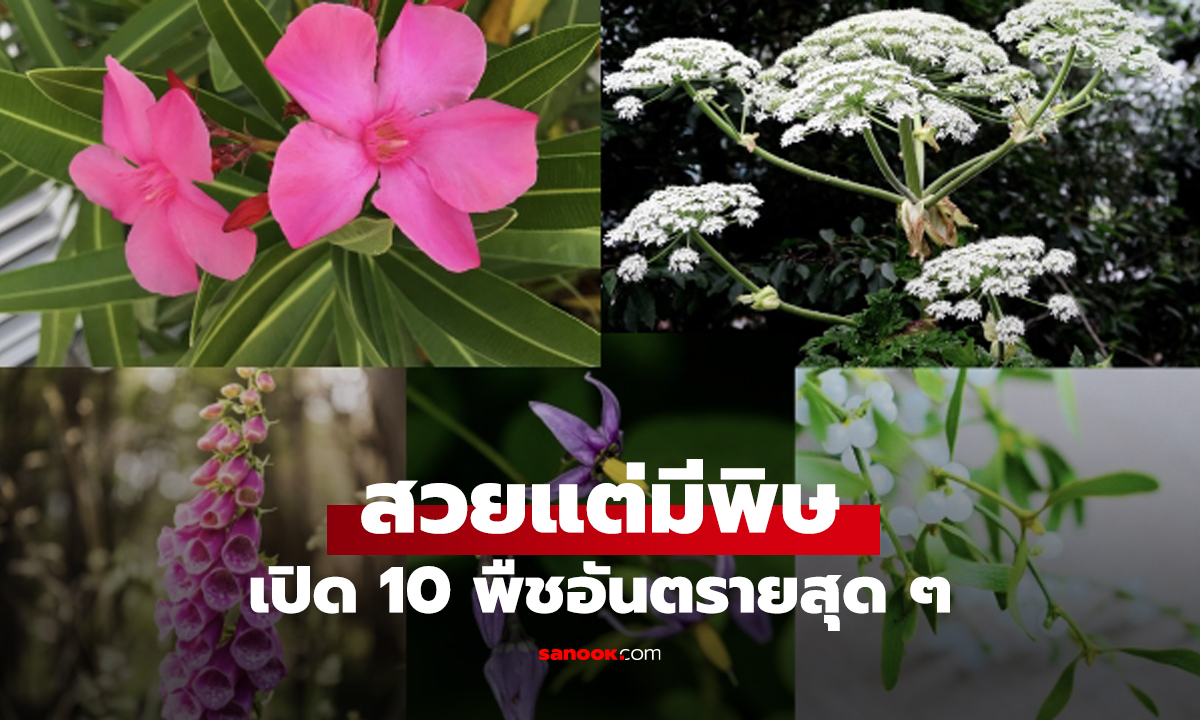 เปิด 10 พืชอันตรายสุดๆ 