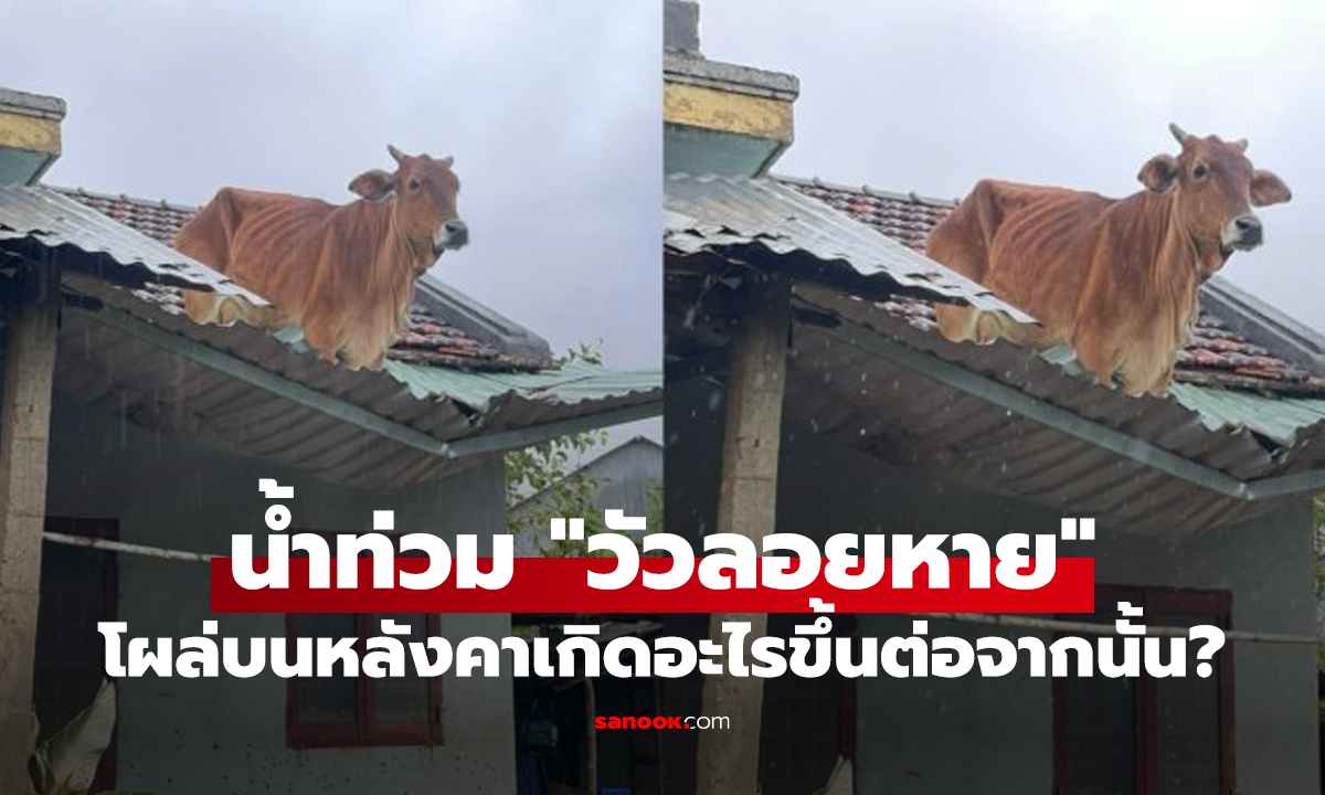 คลิปไวรัลน้ำท่วม 