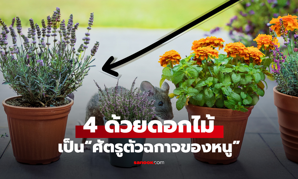 เคล็ดลับไล่หนูง่ายๆ ด้วยดอกไม้ 4 ชนิดที่เป็น“ศัตรูตัวฉกาจของหนู”