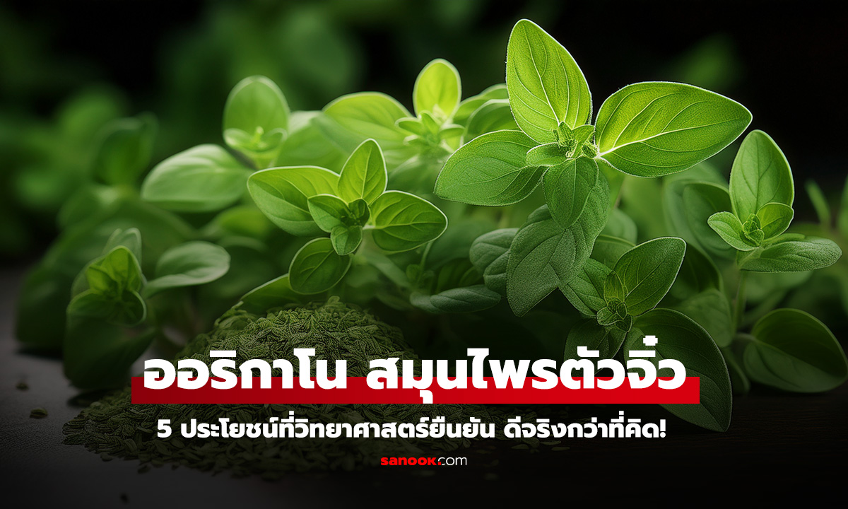 ออริกาโน สมุนไพรตัวจิ๋ว