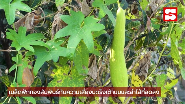 6 ประโยชน์สำคัญฟักทอง