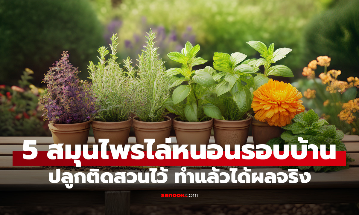 5 สมุนไพรไล่หนอนรอบบ้าน ปลูกติดสวนไว้ ทำแล้วได้ผลจริง