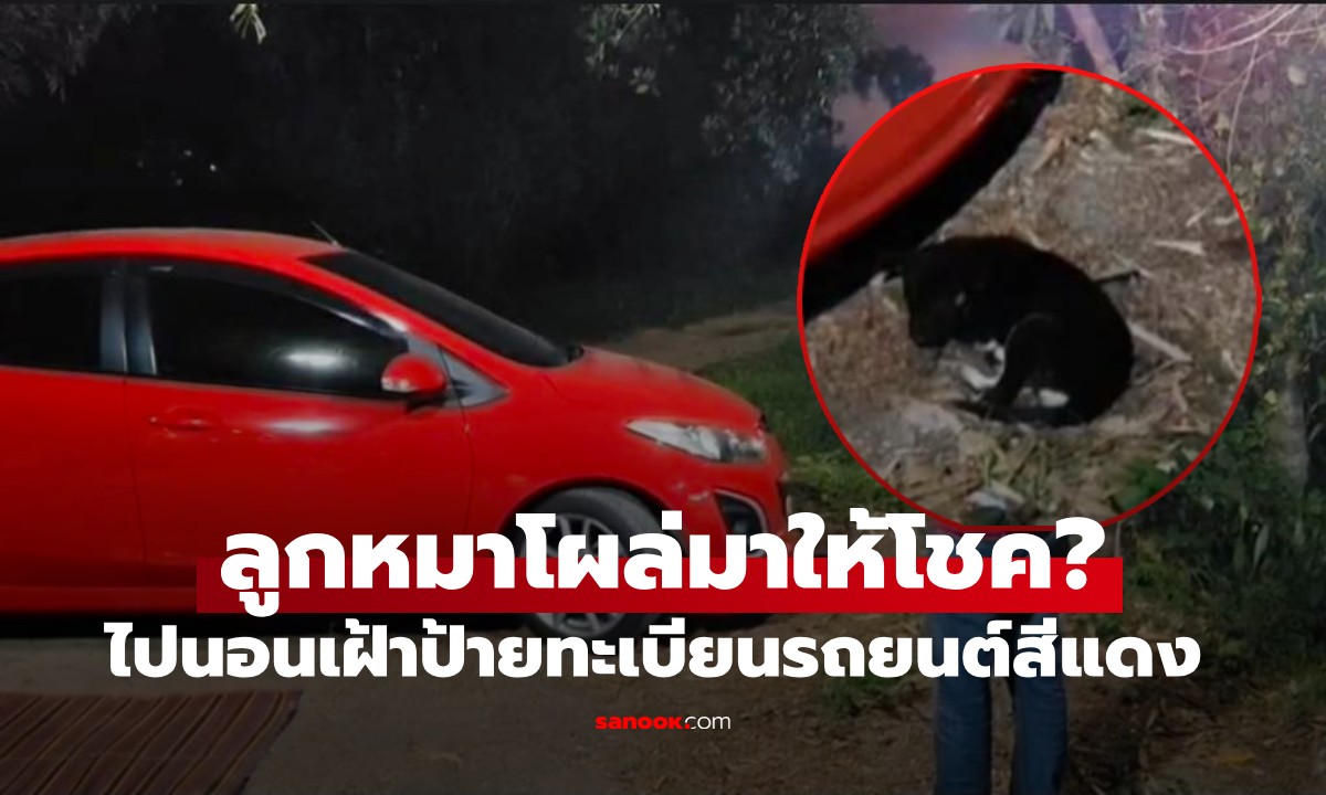 ลูกหมาปริศนาโผล่กลางวงสังสรรค์ นอนเฝ้าทะเบียนรถแดงก่อนหายตัวลึกลับ