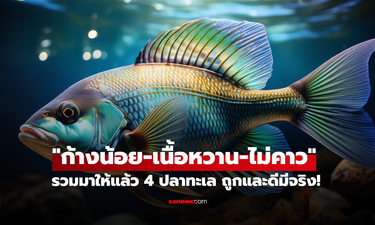 ถูกและดีมีจริง! รวมมาให้ 4 ปลาทะเล 