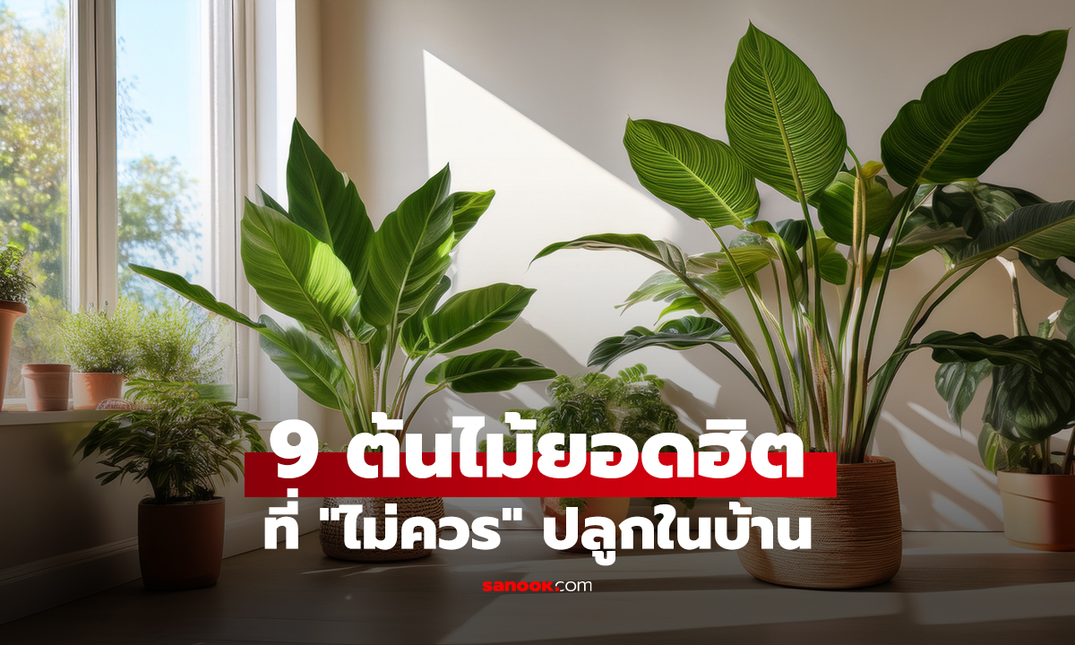 9 ต้นไม้ยอดฮิตที่ "ไม่ควร" ปลูกในบ้าน ถ้าไม่อยากเจอปัญหาไม่รู้จบ!