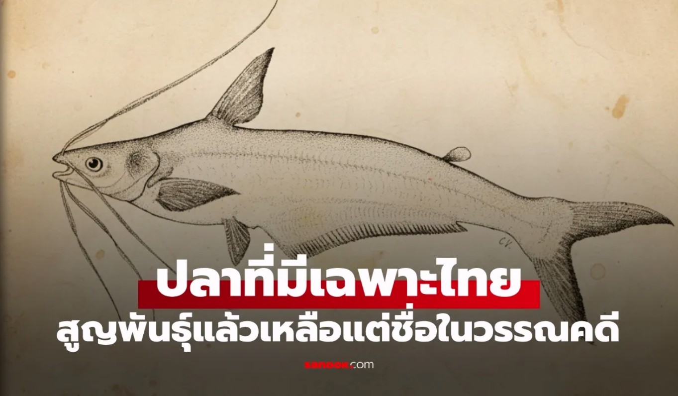 ปลาหวีเกศ ปลาไทยโบราณ ที่เหลือเพียงชื่อในวรรณคดี