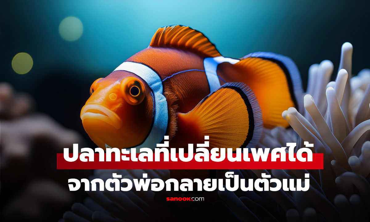 รู้หรือไม่? ปลาทะเลที่คนไทยคุ้นเคย 