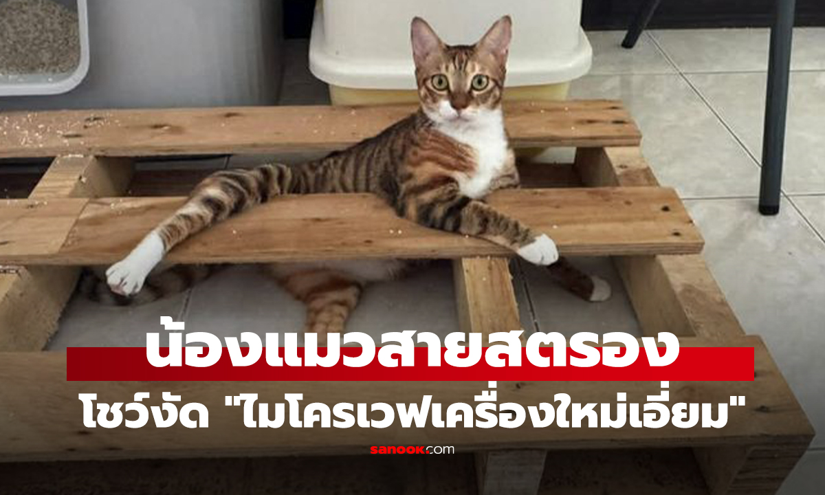 คลิป น้องแมวสายสตรองโชว์งัด ไมโครเวฟเครื่องใหม่เอี่ยม ร่วงคาบ้าน