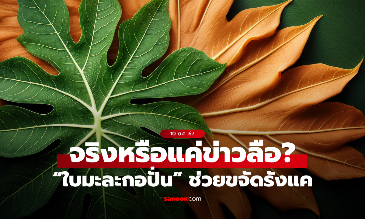 จริงหรือแค่ข่าวลือ? “ใบมะละกอปั่น” ช่วยขจัดรังแค