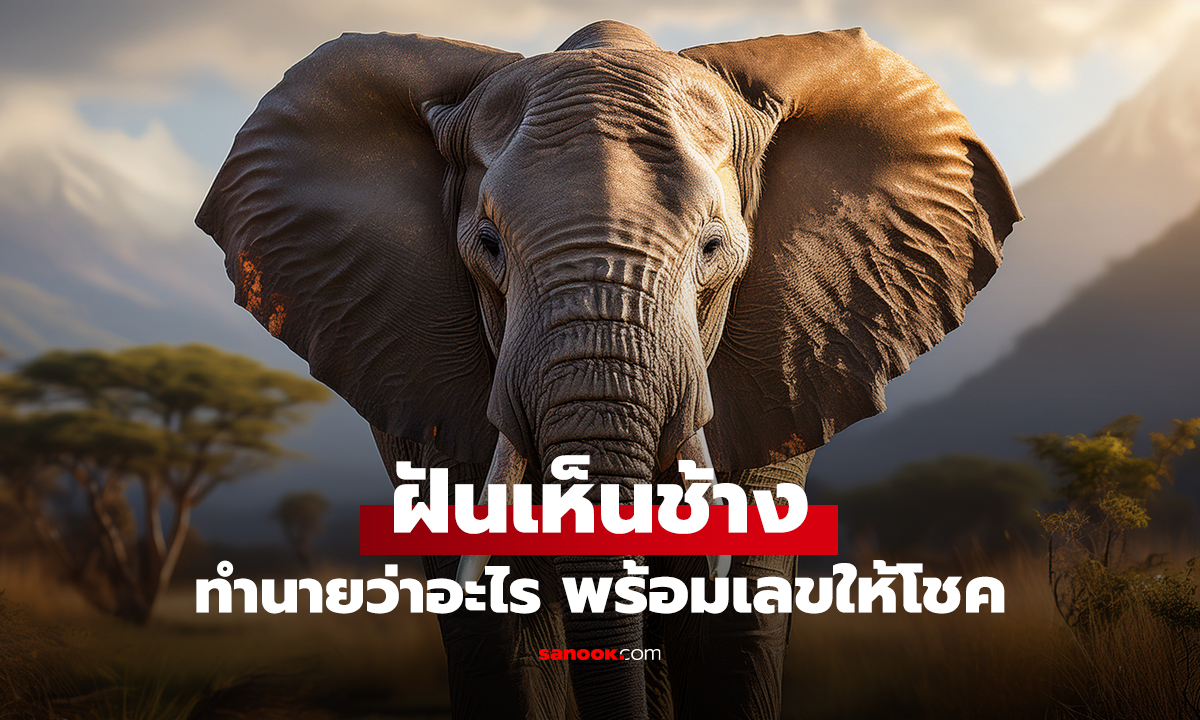 ฝันเห็นช้าง ฝันว่าได้ขี่ช้าง มีคำทำนายฝันว่าอะไร พร้อมเลขให้โชค