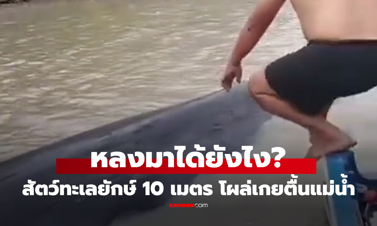 คลิป สัตว์ทะเลยักษ์ 10 เมตร โผล่เกยตื้นแม่น้ำ