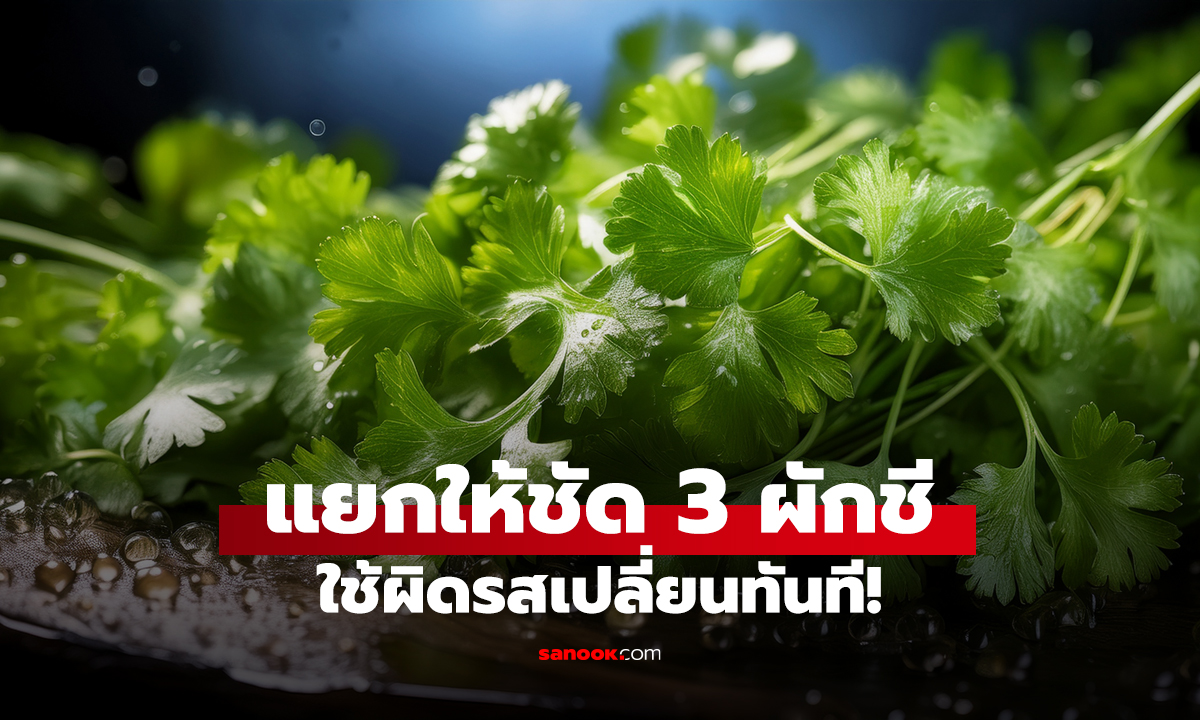 แยกให้ชัด 3 ผักชี ใช้ผิดรสเปลี่ยนทันที!