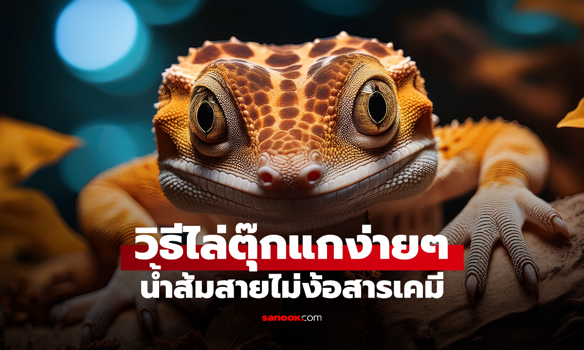 วิธีไล่ตุ๊กแกง่ายๆ น้ำส้มสายไม่ง้อสารเคมี