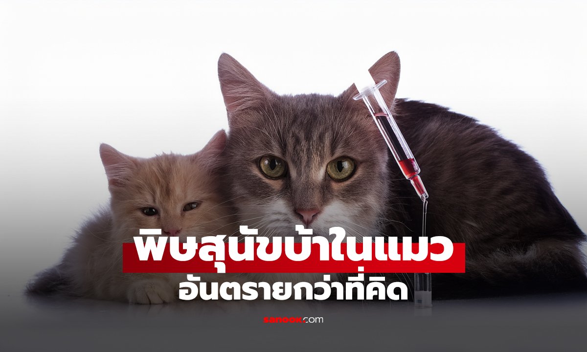 พิษสุนัขบ้าในแมว อันตรายกว่าที่คิด