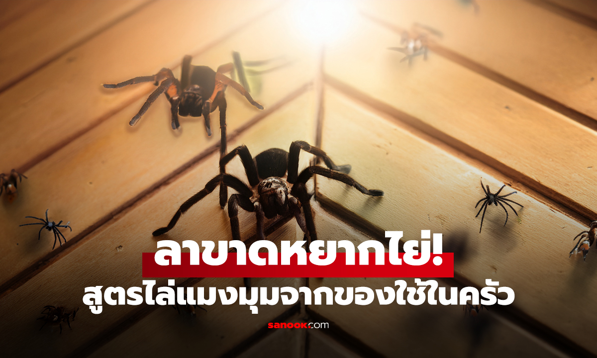 ลาขาดหยากไย่! สูตรไล่แมงมุมจากของใช้ในครัว