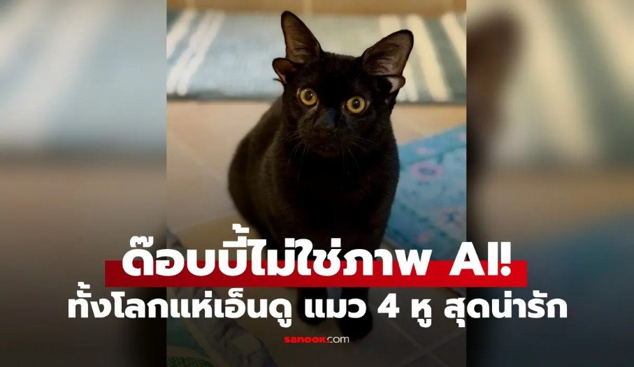 แห่เอ็นดู ด๊อบบี้ แมว 4 หู สุดน่ารัก ดาวรุ่งดวงใหม่ ขวัญใจคนบนโลกโซเชียล