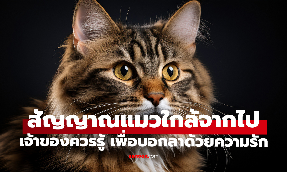 7 สัญญาณแมวใกล้จากไป เจ้าของควรรู้ เพื่อบอกลาด้วยความรัก