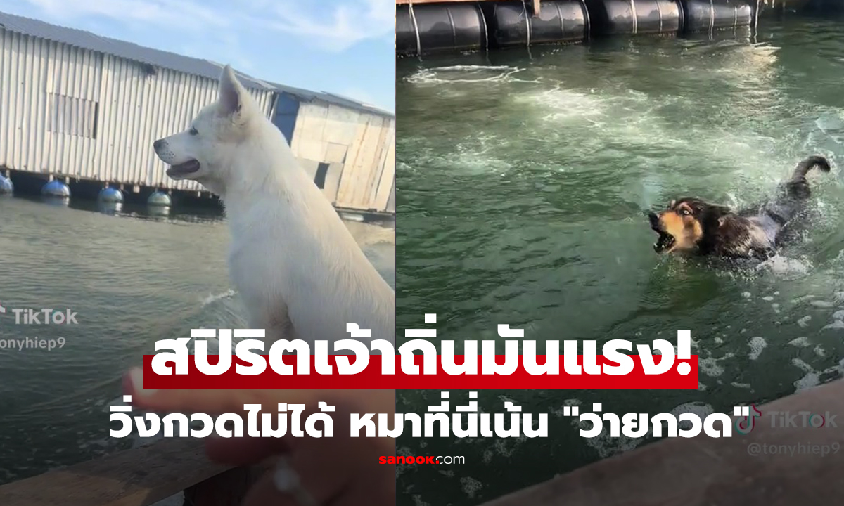 คลิป ไม่มีถนนให้กวดรถ... หมาจึงสลัดบท 