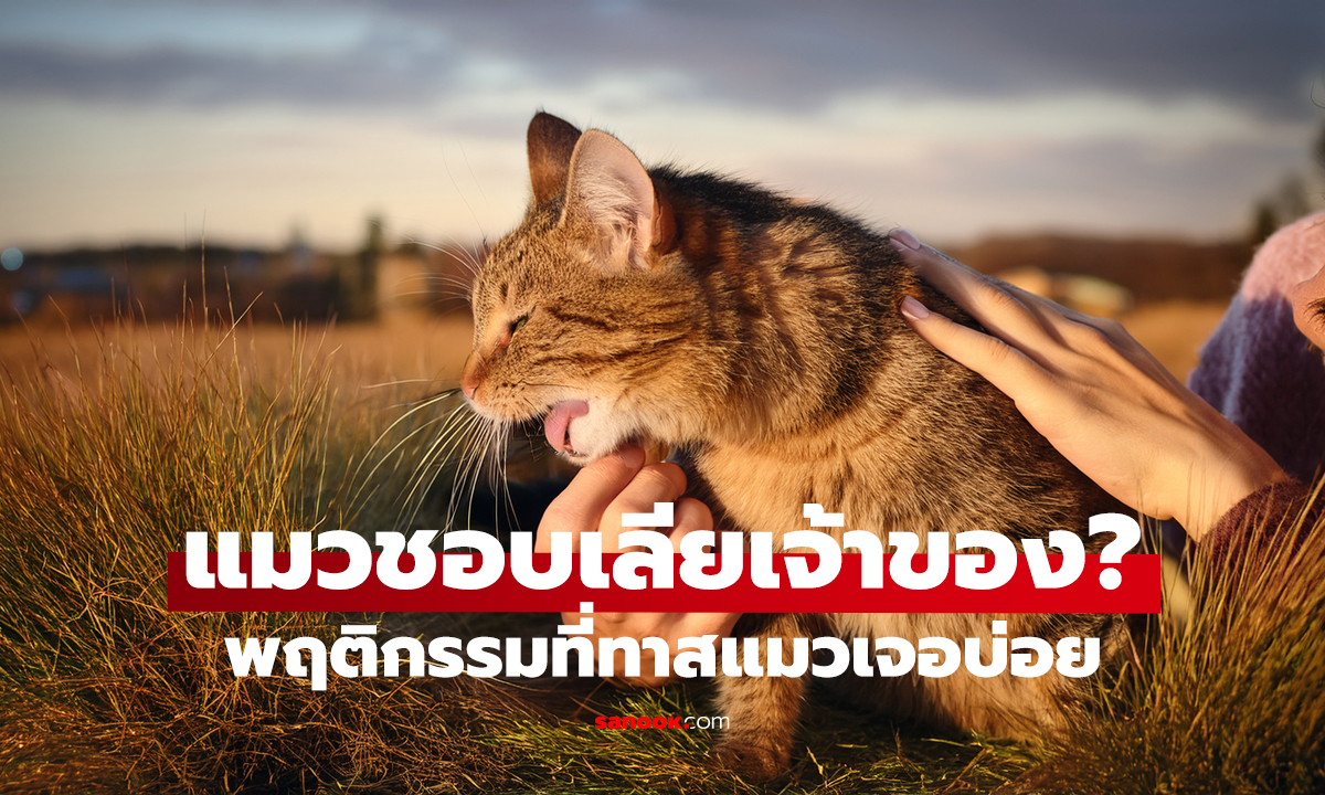 ทำไมแมวชอบเลียเจ้าของ? พฤติกรรมที่ทาสแมวเจอบ่อย