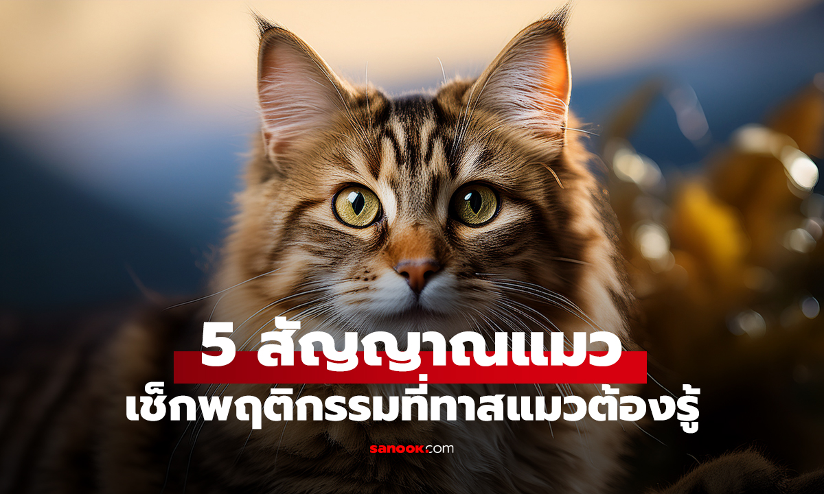 5 สัญญาณแมว เช็กพฤติกรรมที่ทาสแมวต้องรู้