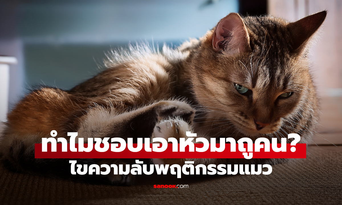 ทำไมชอบเอาหัวมาถูคน? ไขความลับพฤติกรรมแมว