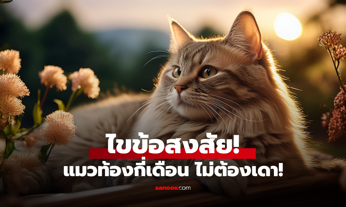 ไขข้อสงสัย! แมวท้องกี่เดือน ไม่ต้องเดาอีกต่อไป!