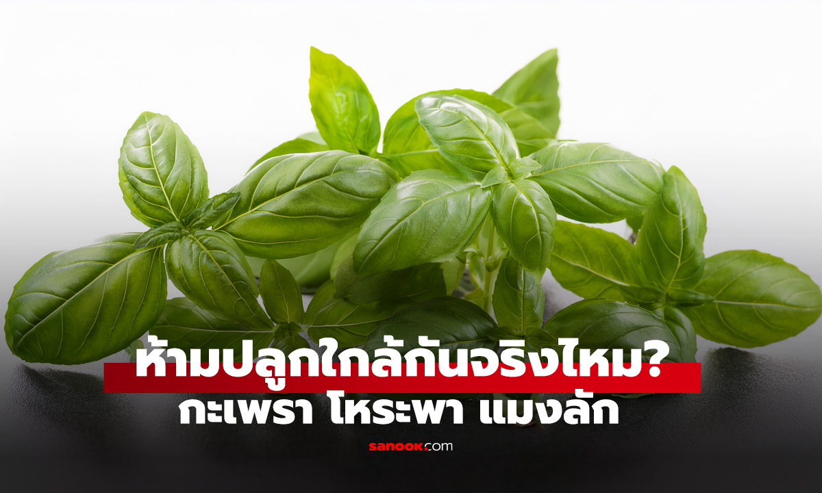 ห้ามปลูกใกล้กันจริงไหม? กะเพรา โหระพา แมงลัก