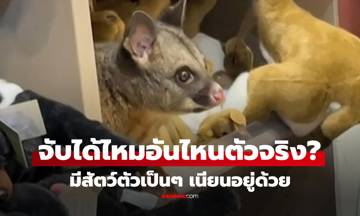 คลิป จับได้ไหมอันไหนตัวจริง? ชั้นวางตุ๊กตาที่ระลึก มีสัตว์ตัวเป็นๆ เนียนอยู่ด้วย