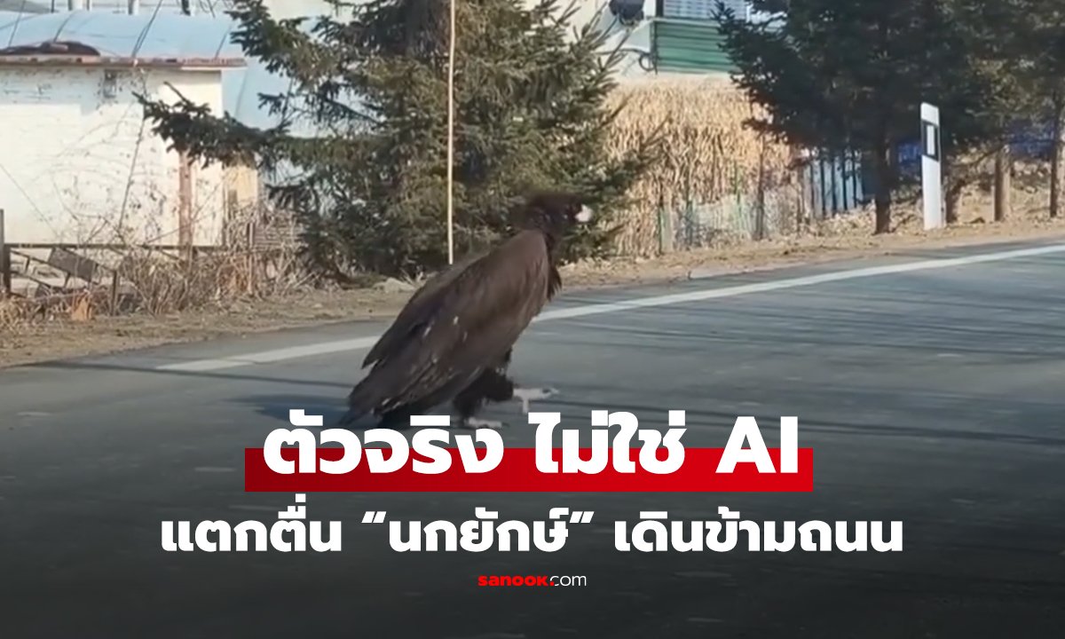 คลิป ตัวจริง ไม่ใช่ AI แตกตื่น “นกยักษ์” เดินข้ามถนน