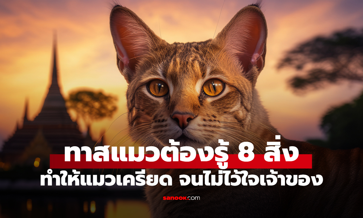 ทาสแมวต้องรู้ 8 สิ่ง ทำให้แมวเครียด จนไม่ไว้ใจเจ้าของ