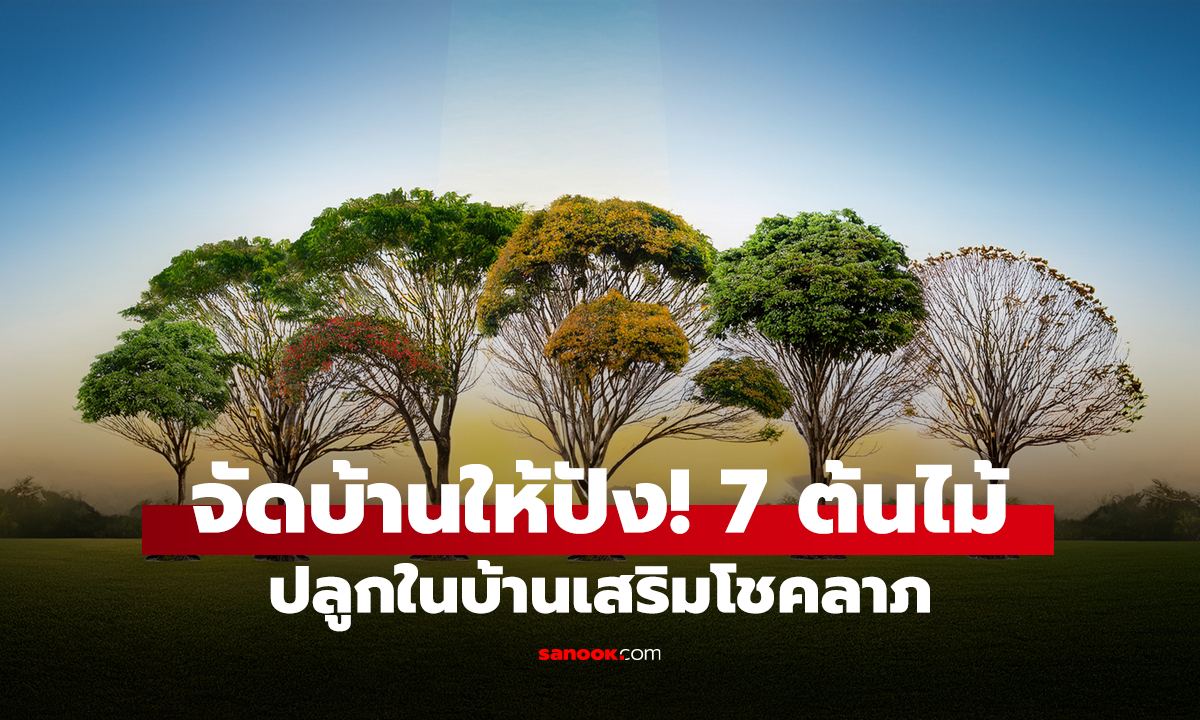 จัดบ้านให้ปัง! 7 ต้นไม้ ปลูกในบ้านเสริมโชคลาภ