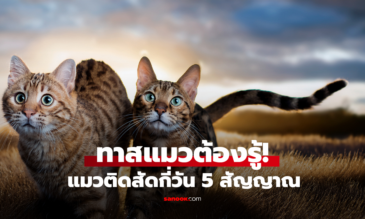 ทาสแมวต้องรู้! แมวติดสัดกี่วัน 5 สัญญาณ