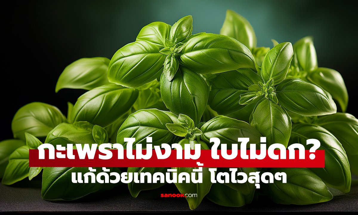 ปลูกกะเพราให้ใบดกทั้งปี! โตไว เก็บกินไม่ทัน ทำง่ายมาก